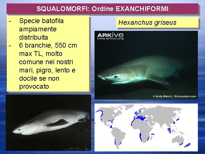 SQUALOMORFI: Ordine EXANCHIFORMI - Specie batofila ampiamente distribuita 6 branchie, 550 cm max TL,