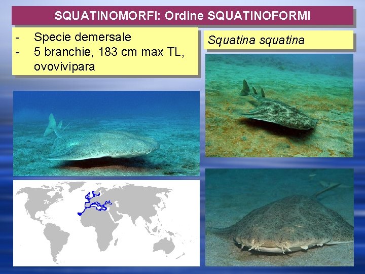 SQUATINOMORFI: Ordine SQUATINOFORMI - Specie demersale 5 branchie, 183 cm max TL, ovovivipara Squatina