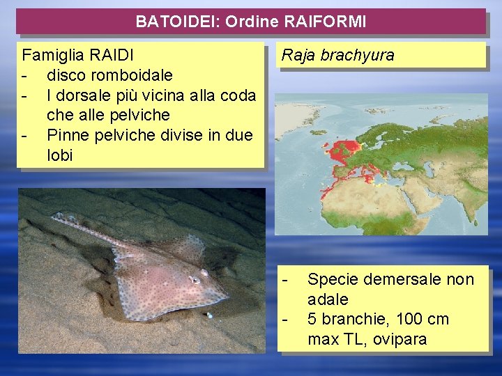 BATOIDEI: Ordine RAIFORMI Famiglia RAIDI - disco romboidale - I dorsale più vicina alla