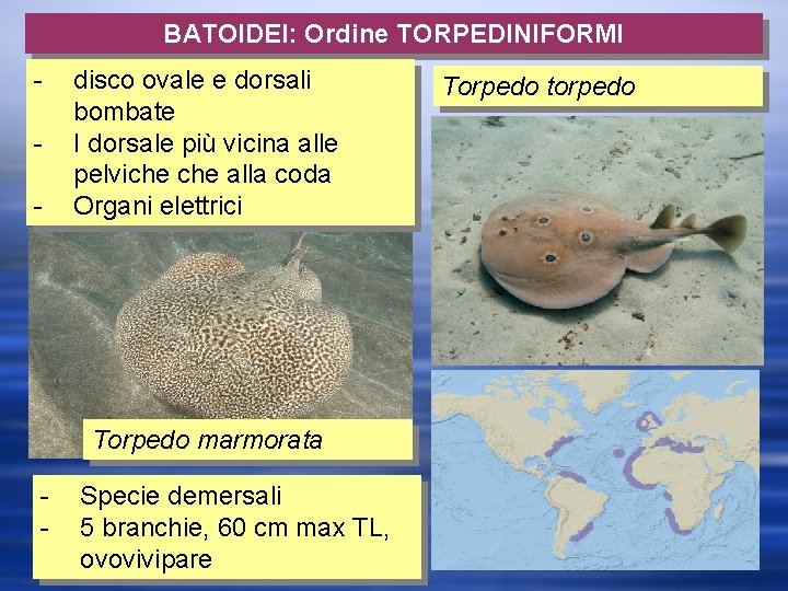 BATOIDEI: Ordine TORPEDINIFORMI - disco ovale e dorsali bombate I dorsale più vicina alle