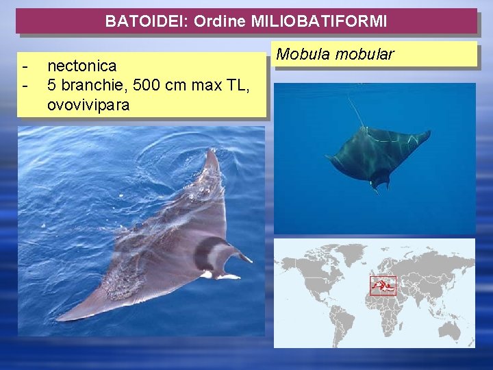 BATOIDEI: Ordine MILIOBATIFORMI - nectonica 5 branchie, 500 cm max TL, ovovivipara Mobula mobular