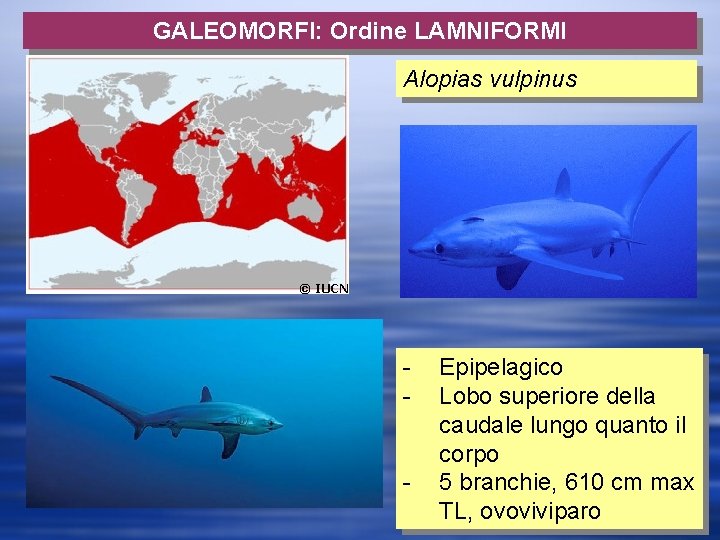 GALEOMORFI: Ordine LAMNIFORMI Alopias vulpinus - Epipelagico Lobo superiore della caudale lungo quanto il