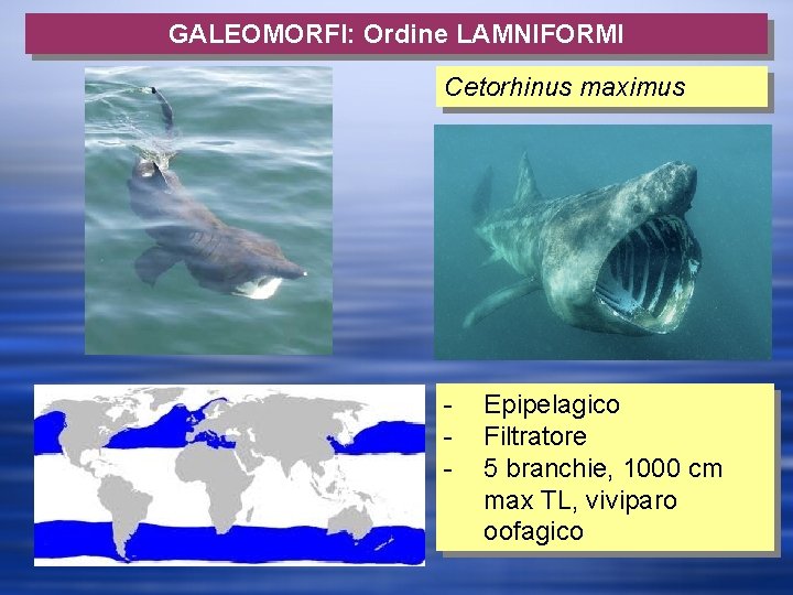 GALEOMORFI: Ordine LAMNIFORMI Cetorhinus maximus - Epipelagico Filtratore 5 branchie, 1000 cm max TL,