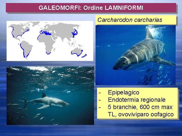 GALEOMORFI: Ordine LAMNIFORMI Carcharodon carcharias - Epipelagico Endotermia regionale 5 branchie, 600 cm max