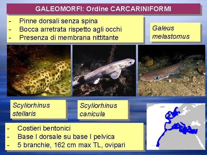 GALEOMORFI: Ordine CARCARINIFORMI - Pinne dorsali senza spina Bocca arretrata rispetto agli occhi Presenza