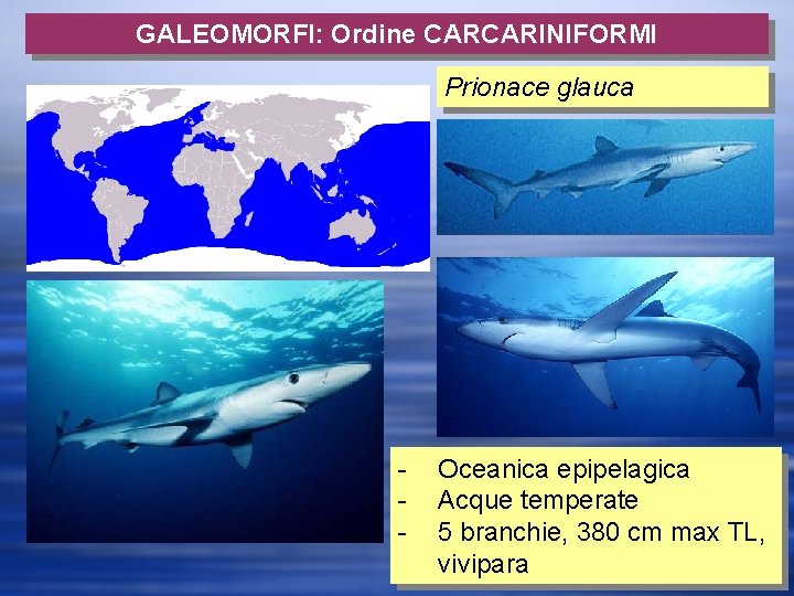 GALEOMORFI: Ordine CARCARINIFORMI Prionace glauca - Oceanica epipelagica Acque temperate 5 branchie, 380 cm