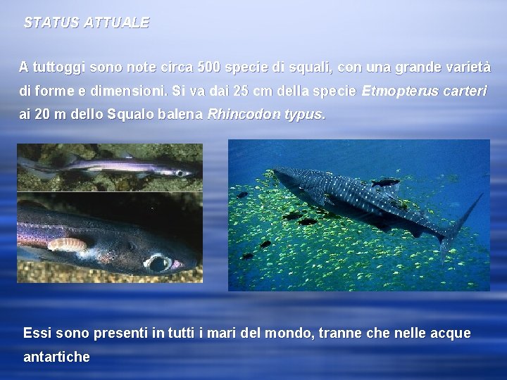 STATUS ATTUALE A tuttoggi sono note circa 500 specie di squali, con una grande