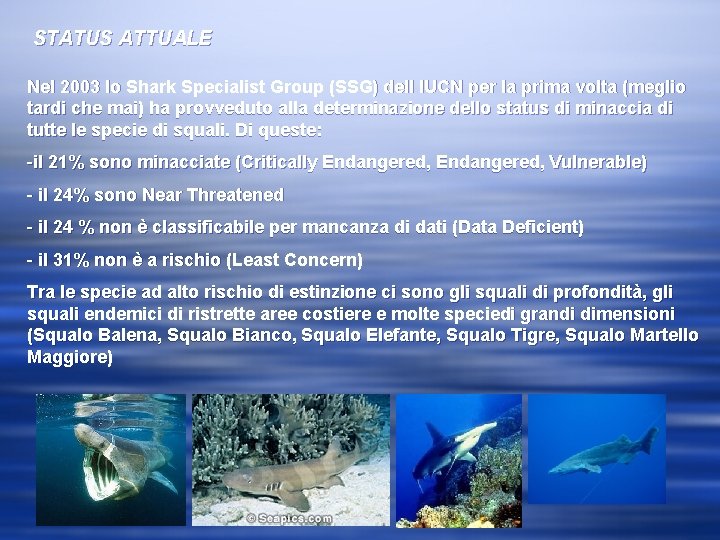 STATUS ATTUALE Nel 2003 lo Shark Specialist Group (SSG) dell IUCN per la prima