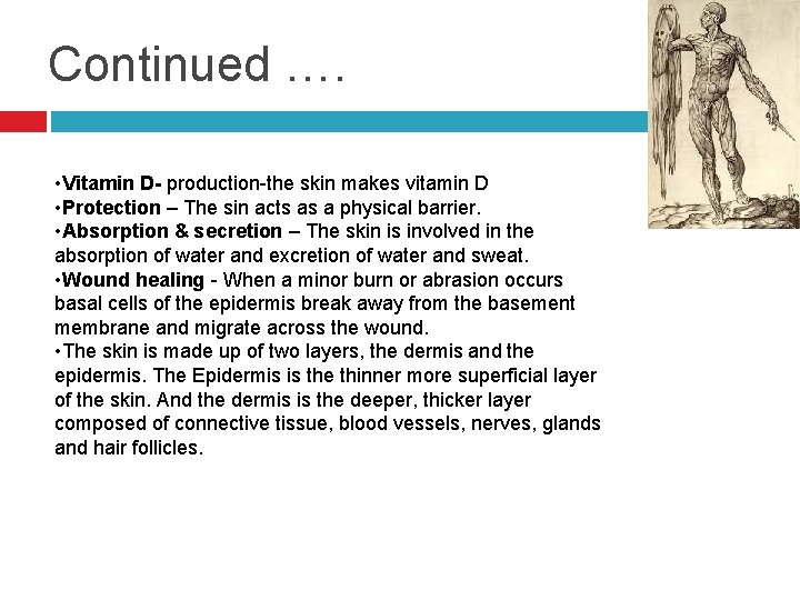 Continued …. • Vitamin D- production-the skin makes vitamin D • Protection – The