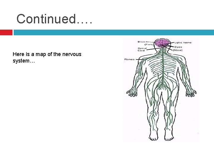 Continued…. Here is a map of the nervous system… 