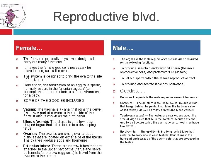 Reproductive blvd. Female… The female reproductive system is designed to carry out many functions.