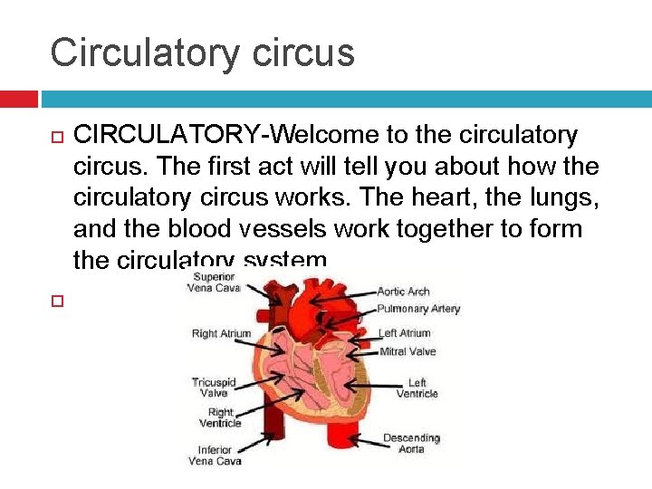 Circulatory circus CIRCULATORY-Welcome to the circulatory circus. The first act will tell you about
