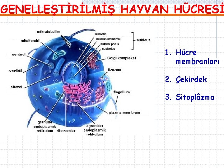 GENELLEŞTİRİLMİŞ HAYVAN HÜCRESİ 1. Hücre membranları 2. Çekirdek 3. Sitoplâzma Prof. Dr. Şahin A.