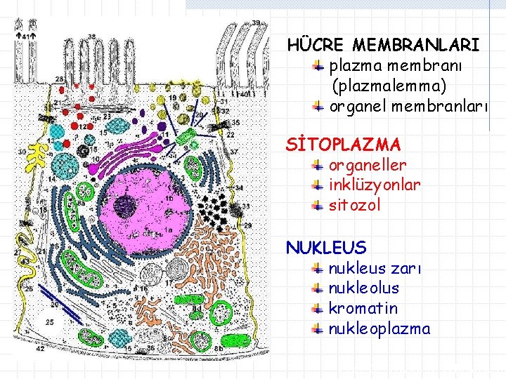 HÜCRE MEMBRANLARI plazma membranı (plazmalemma) organel membranları SİTOPLAZMA organeller inklüzyonlar sitozol NUKLEUS nukleus zarı