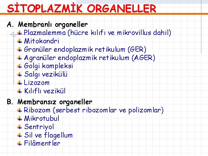 SİTOPLAZMİK ORGANELLER A. Membranlı organeller Plazmalemma (hücre kılıfı ve mikrovillus dahil) Mitokondri Granüler endoplazmik
