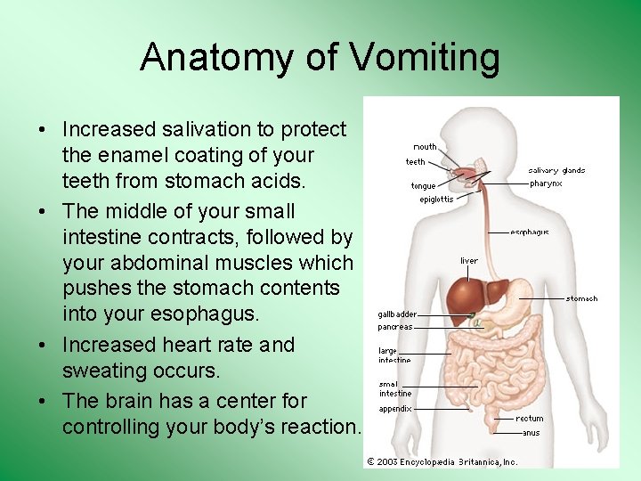 Anatomy of Vomiting • Increased salivation to protect the enamel coating of your teeth