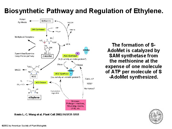 Biosynthetic Pathway and Regulation of Ethylene. The formation of SAdo. Met is catalyzed by