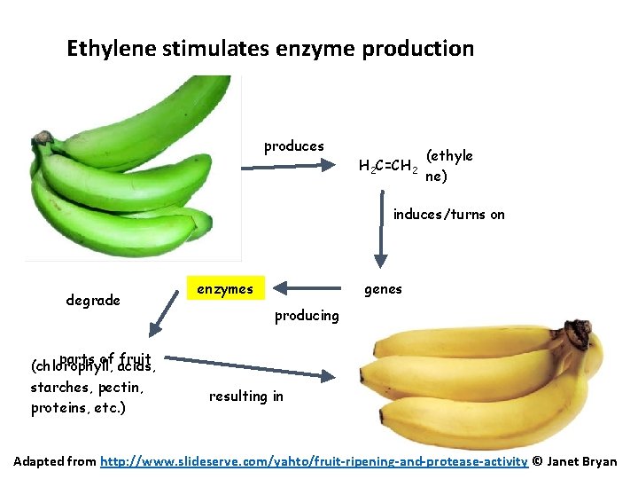 Ethylene stimulates enzyme production produces H 2 C=CH 2 (ethyle ne) induces/turns on degrade