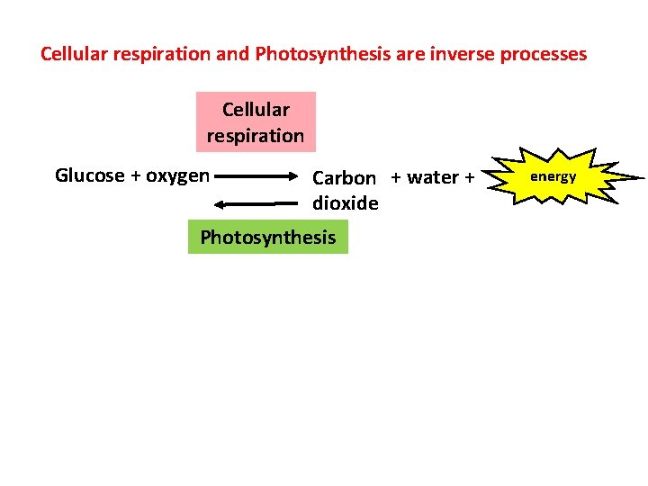 Cellular respiration and Photosynthesis are inverse processes Cellular respiration Glucose + oxygen Carbon +