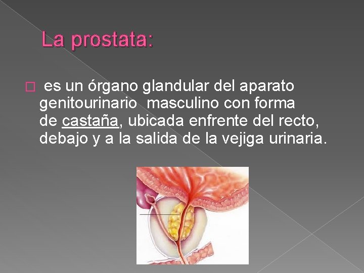 La prostata: � es un órgano glandular del aparato genitourinario masculino con forma de