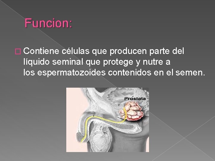 Funcion: � Contiene células que producen parte del líquido seminal que protege y nutre