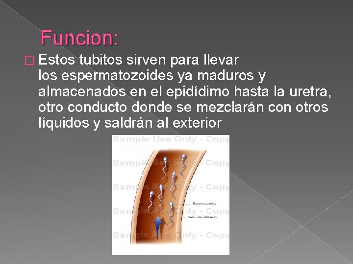 Funcion: � Estos tubitos sirven para llevar los espermatozoides ya maduros y almacenados en