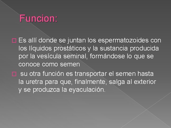 Funcion: Es allí donde se juntan los espermatozoides con los líquidos prostáticos y la