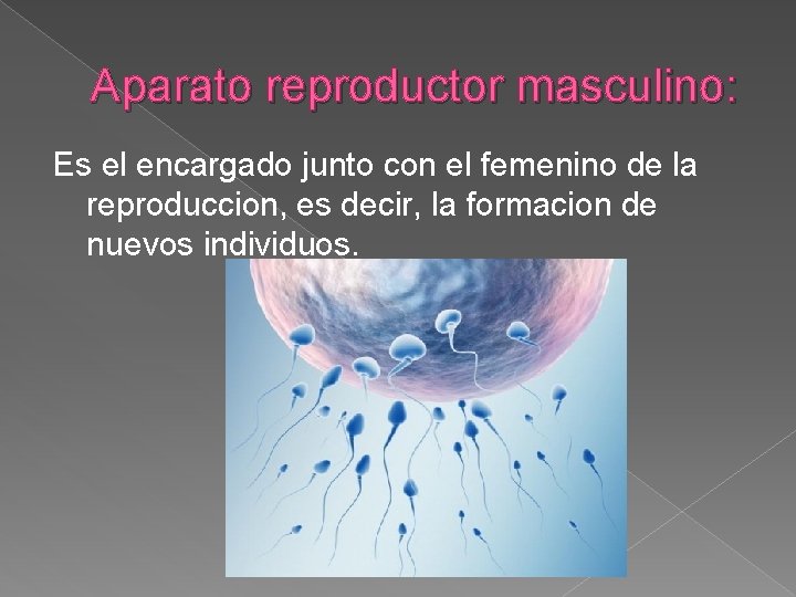 Aparato reproductor masculino: Es el encargado junto con el femenino de la reproduccion, es