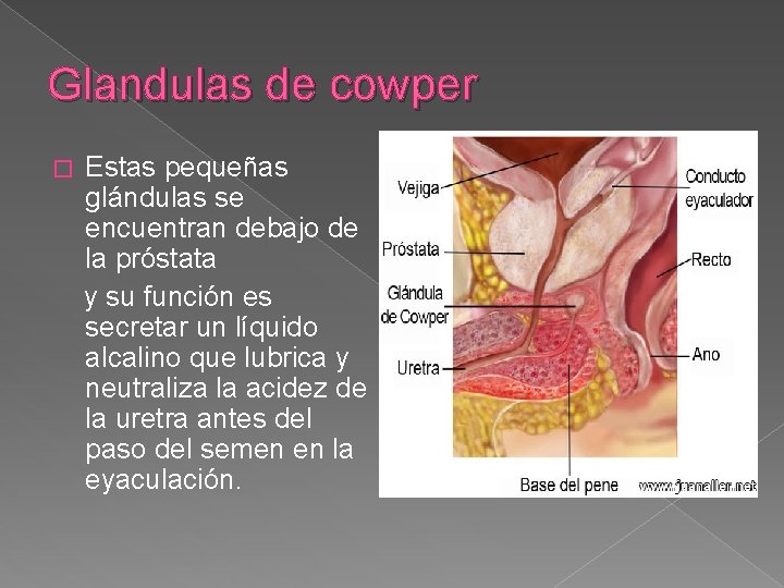 Glandulas de cowper Estas pequeñas glándulas se encuentran debajo de la próstata y su