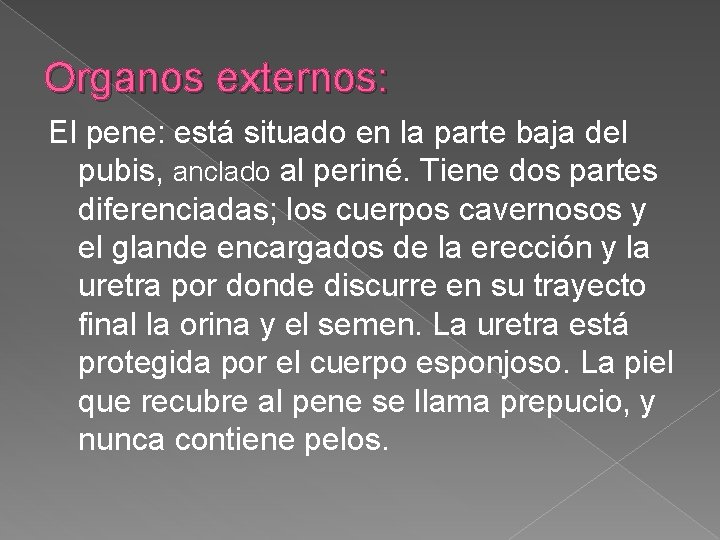 Organos externos: El pene: está situado en la parte baja del pubis, anclado al