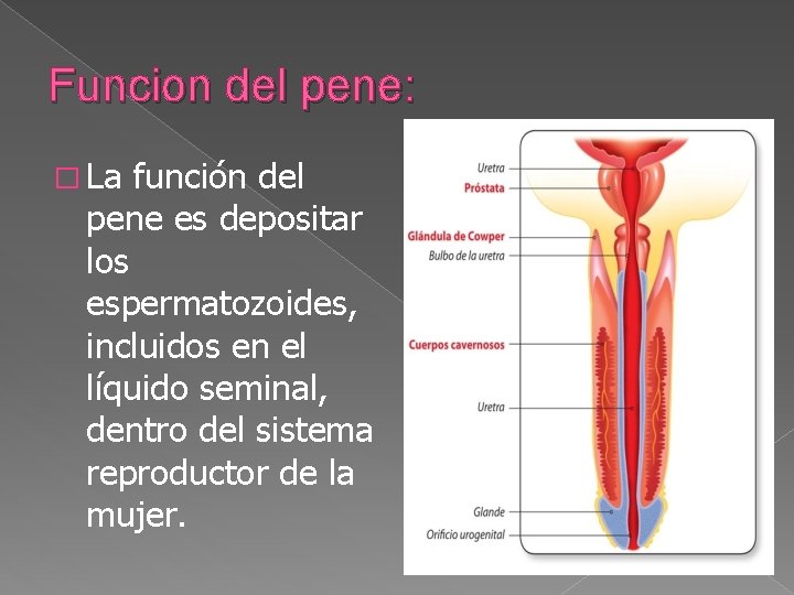 Funcion del pene: � La función del pene es depositar los espermatozoides, incluidos en