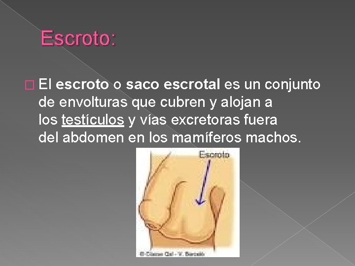 Escroto: � El escroto o saco escrotal es un conjunto de envolturas que cubren