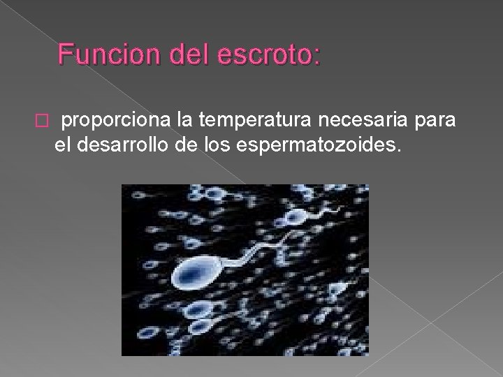 Funcion del escroto: � proporciona la temperatura necesaria para el desarrollo de los espermatozoides.