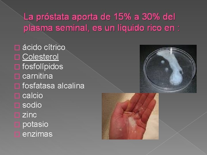 La próstata aporta de 15% a 30% del plasma seminal, es un líquido rico