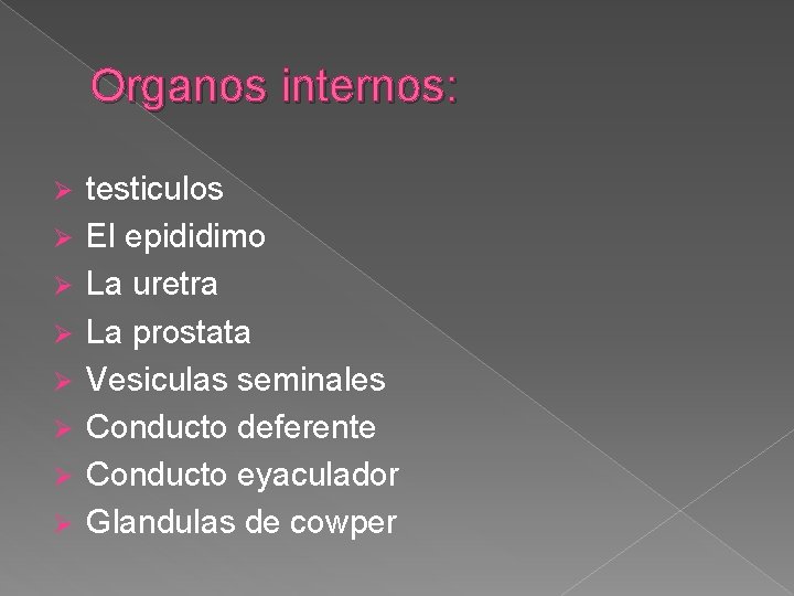 Organos internos: Ø Ø Ø Ø testiculos El epididimo La uretra La prostata Vesiculas