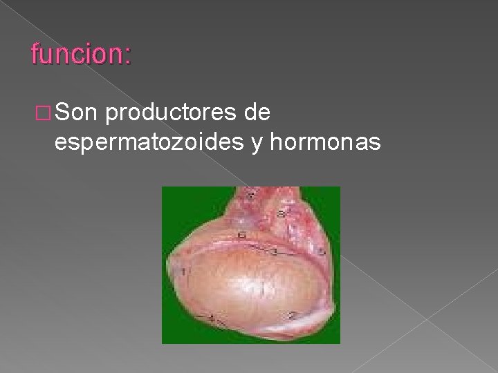 funcion: � Son productores de espermatozoides y hormonas 