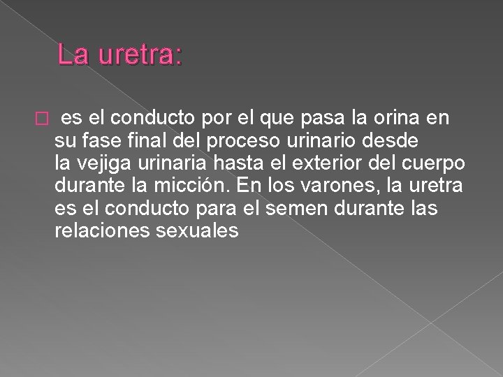 La uretra: � es el conducto por el que pasa la orina en su