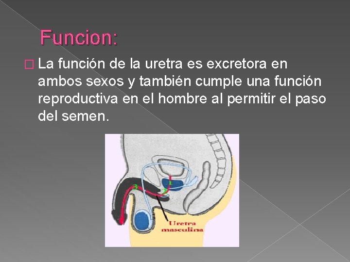 Funcion: � La función de la uretra es excretora en ambos sexos y también