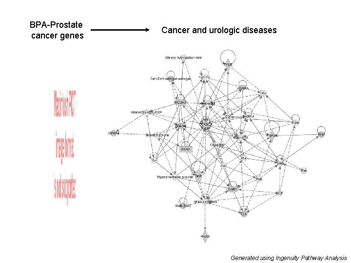 BPA-Prostate cancer genes Cancer and urologic diseases Generated using Ingenuity Pathway Analysis 