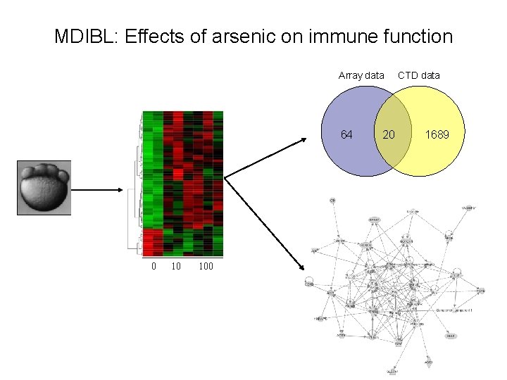 MDIBL: Effects of arsenic on immune function Array data 64 0 10 100 20