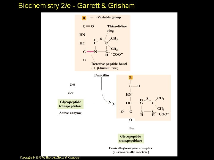 Biochemistry 2/e - Garrett & Grisham Copyright © 1999 by Harcourt Brace & Company