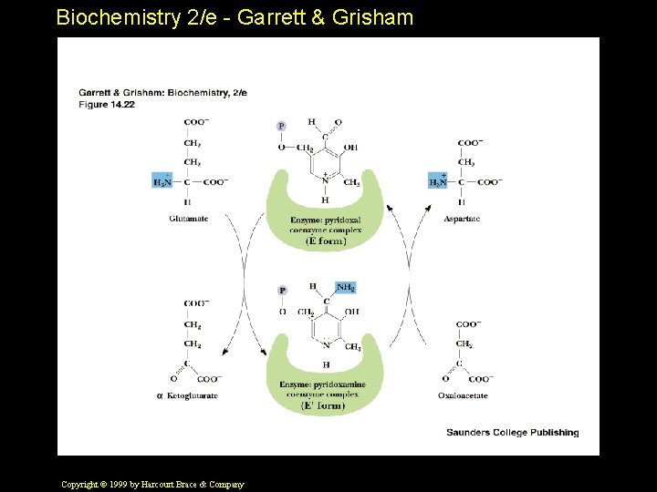 Biochemistry 2/e - Garrett & Grisham Copyright © 1999 by Harcourt Brace & Company