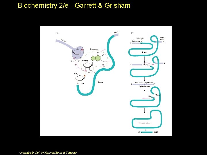 Biochemistry 2/e - Garrett & Grisham Copyright © 1999 by Harcourt Brace & Company