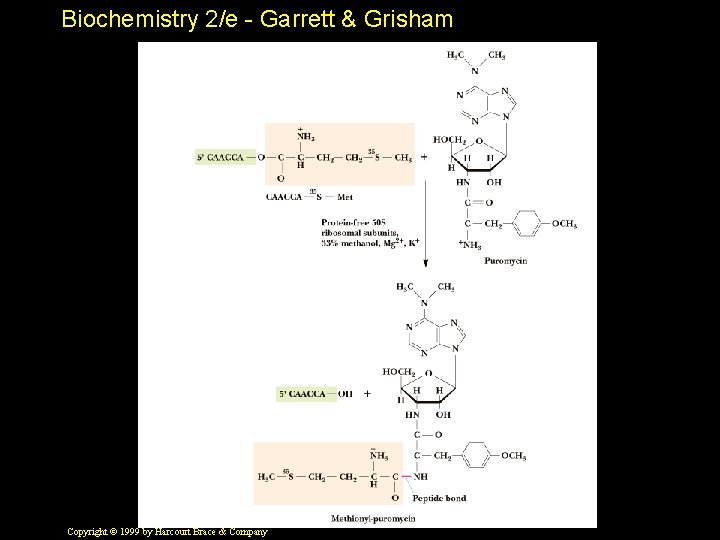 Biochemistry 2/e - Garrett & Grisham Copyright © 1999 by Harcourt Brace & Company