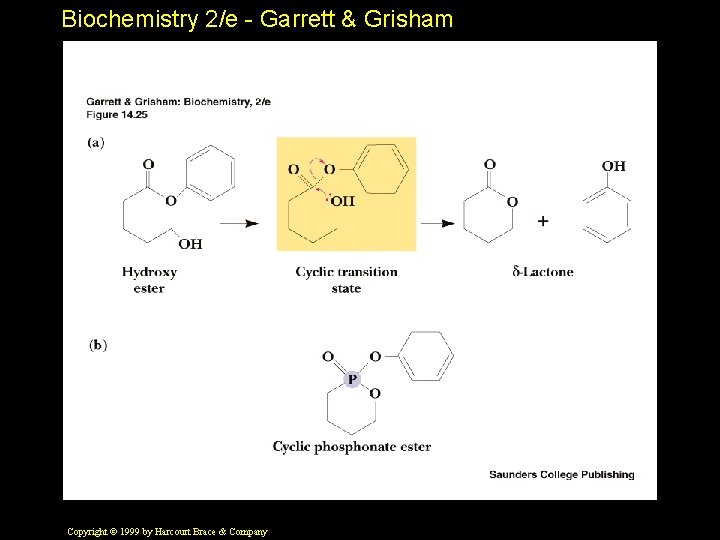 Biochemistry 2/e - Garrett & Grisham Copyright © 1999 by Harcourt Brace & Company