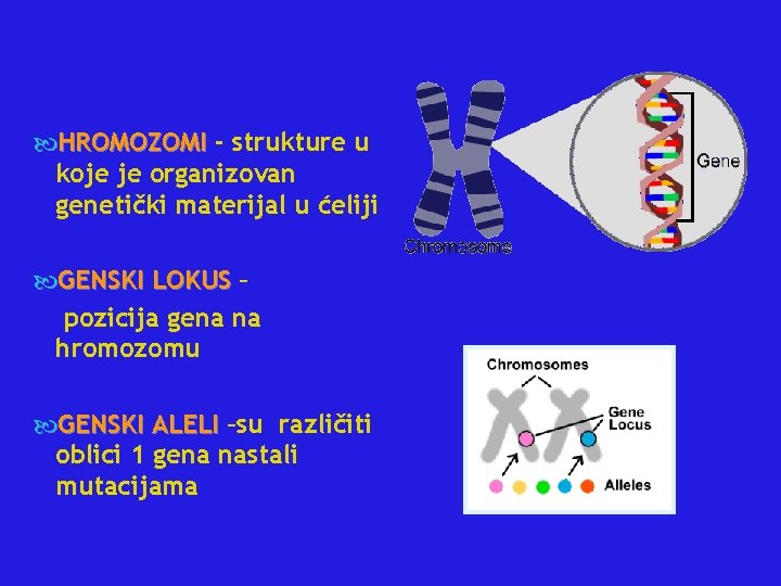  HROMOZOMI - strukture u koje je organizovan genetički materijal u ćeliji GENSKI LOKUS