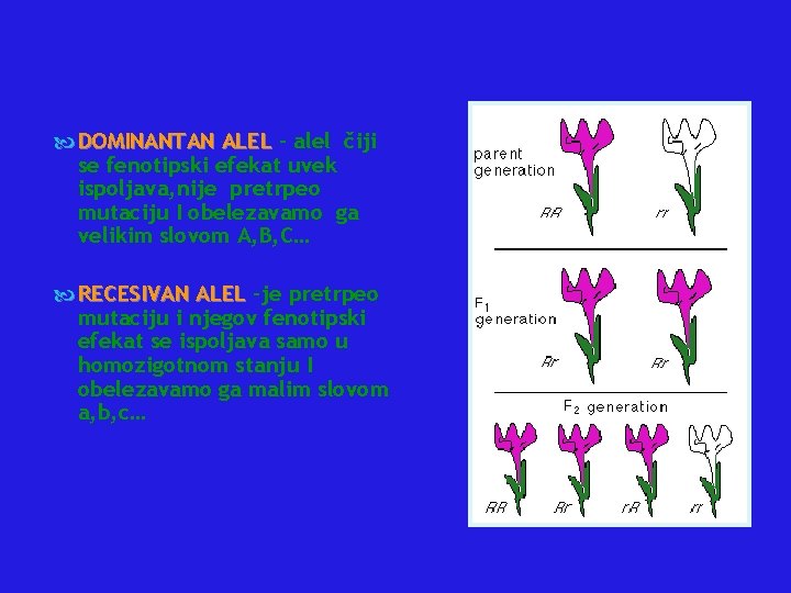  DOMINANTAN ALEL – alel čiji se fenotipski efekat uvek ispoljava, nije pretrpeo mutaciju