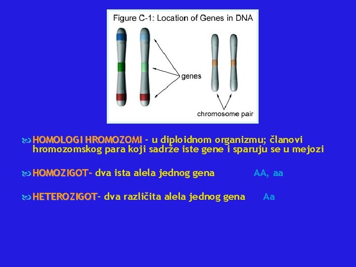  HOMOLOGI HROMOZOMI - u diploidnom organizmu; članovi hromozomskog para koji sadrže iste gene