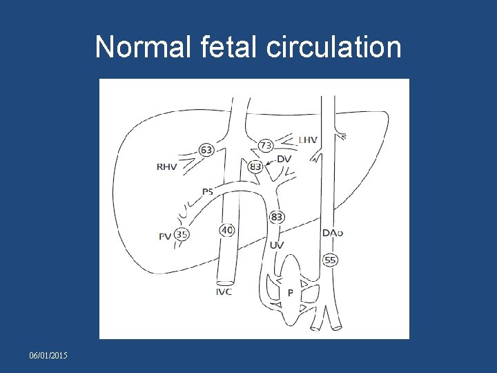 Normal fetal circulation 06/01/2015 