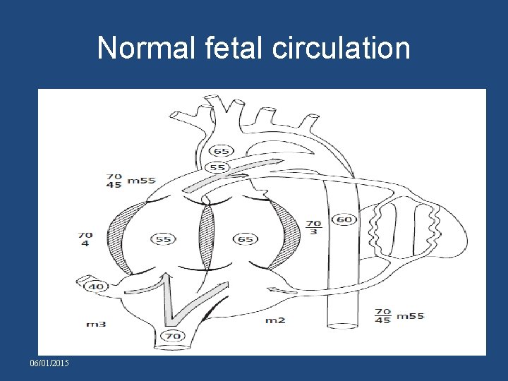 Normal fetal circulation 06/01/2015 